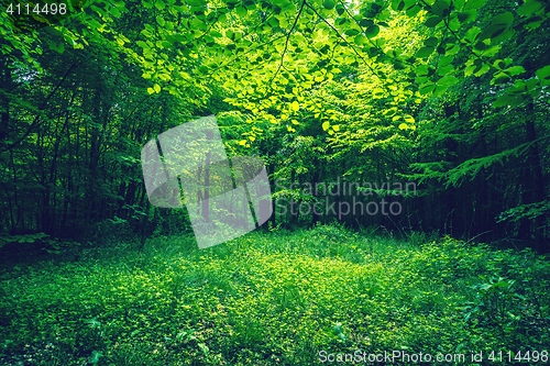 Image of Green leaves in a forest clearing