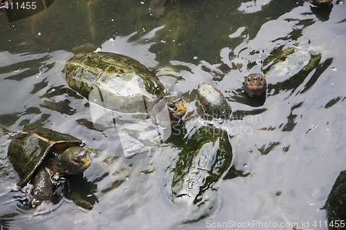 Image of Tortoises