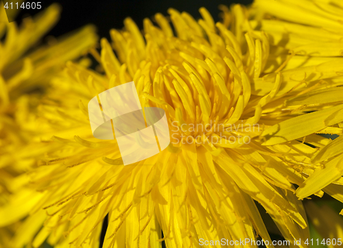 Image of yellow dandelions in spring
