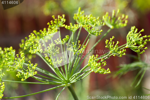 Image of green umbrella dill