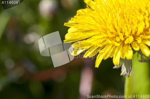 Image of yellow dandelions in spring