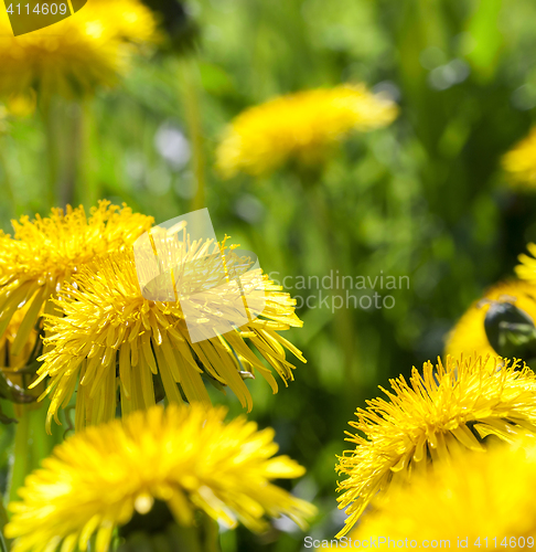 Image of yellow dandelions in spring