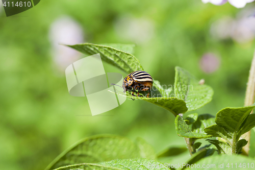 Image of adult Colorado potato beetle