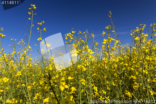 Image of yellow flower of rape