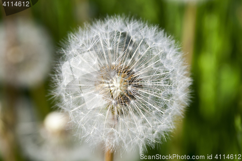 Image of White dandelions in the field