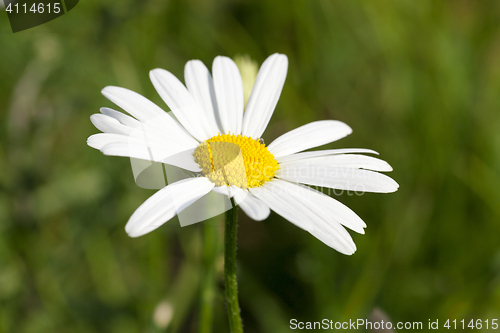 Image of camomile flower close-up