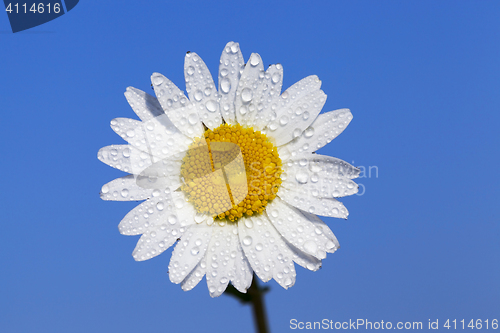 Image of camomile flower close-up