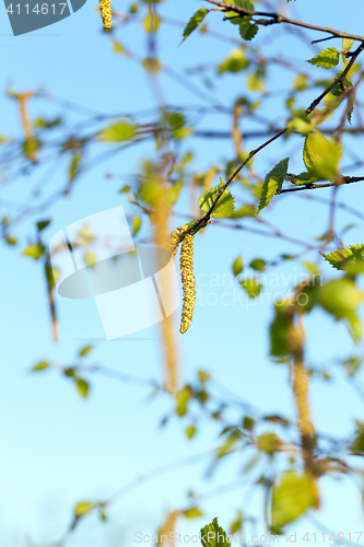 Image of Young leaves of birch