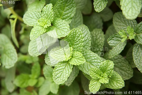 Image of Mint leaves plant