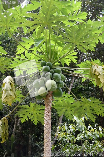 Image of Papaya tree
