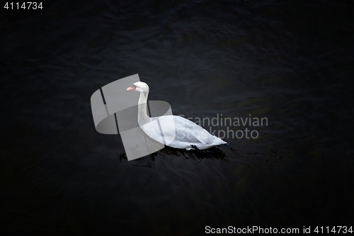 Image of Swan swimming in the pond