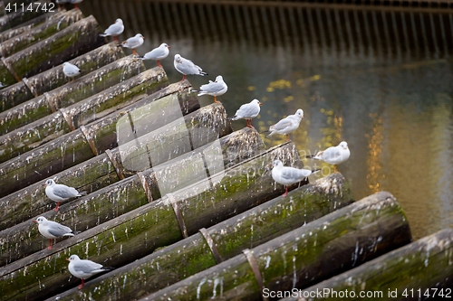 Image of Flock of sitting birds