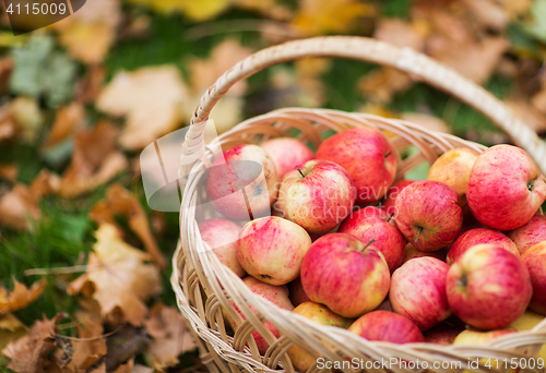 Image of wicker basket of ripe red apples at autumn garden