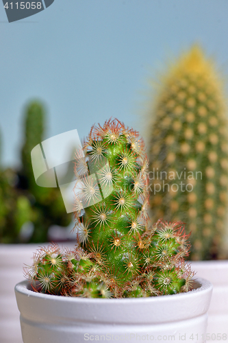 Image of Group of Cactus in a Pot 