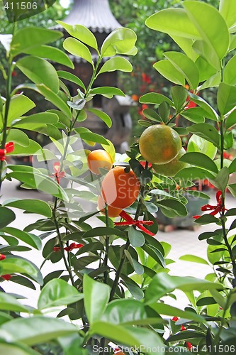 Image of Oranges offering