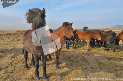 Image of Beautiful icelandic horses in spring