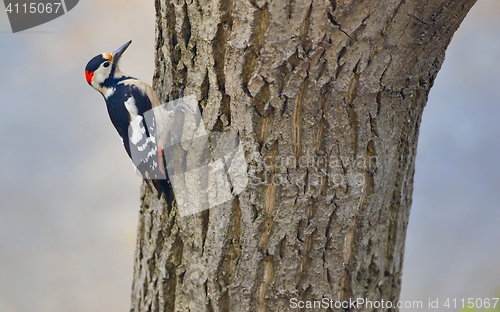 Image of Male great spotted woodpecker (Dendrocopos major)