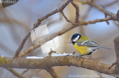 Image of Great tit on branch 