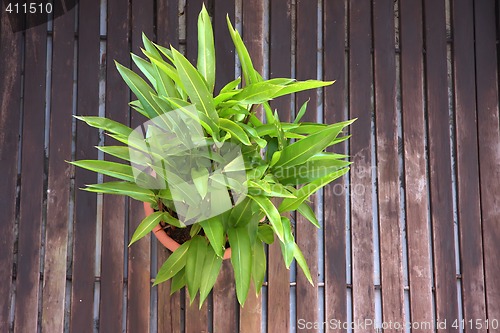 Image of Houseplant zen