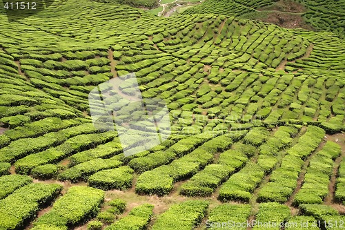 Image of Tea plantation