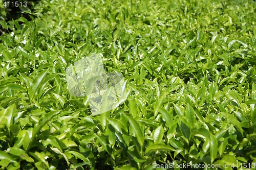 Image of Tea plantation