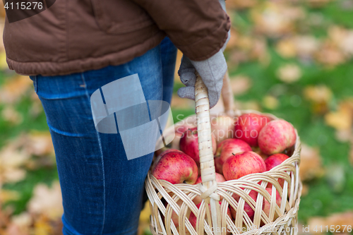 Image of close up of woman with apples in basket at autumn