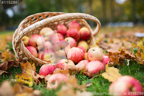 Image of wicker basket of ripe red apples at autumn garden