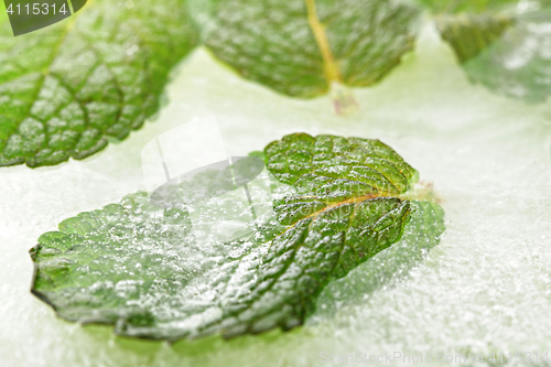 Image of Frozen mint leaf