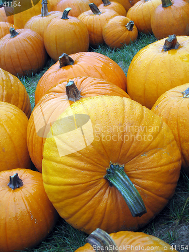 Image of pumpkins