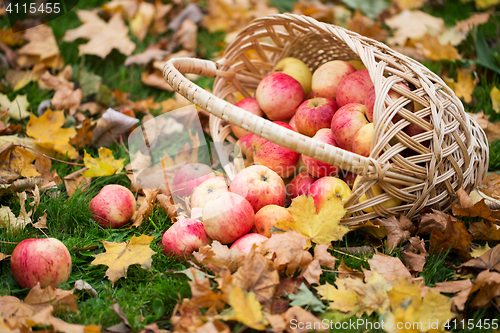 Image of wicker basket of ripe red apples at autumn garden