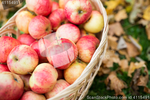 Image of wicker basket of ripe red apples at autumn garden