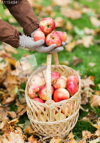 Image of woman with basket of apples at autumn garden