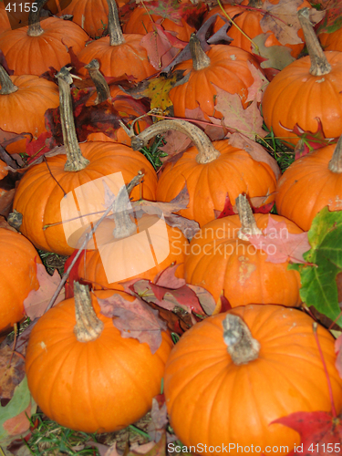Image of pumpkins and leaves