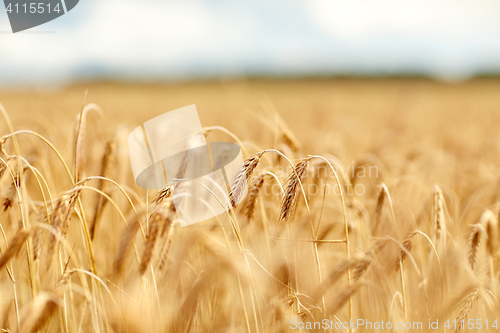 Image of cereal field with spikelets of ripe rye or wheat