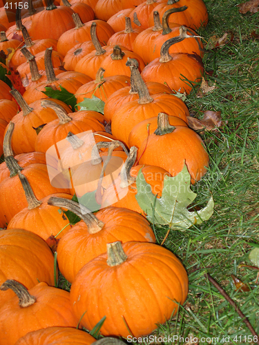Image of pumpkins and leaves on grass