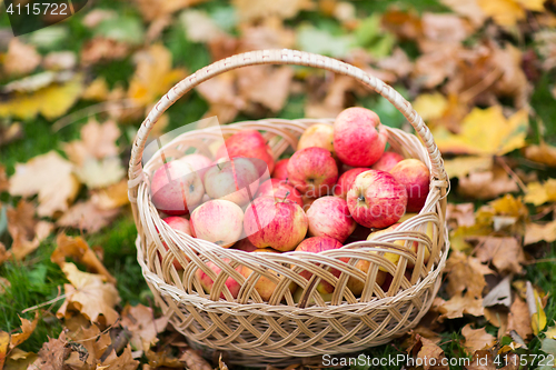 Image of wicker basket of ripe red apples at autumn garden