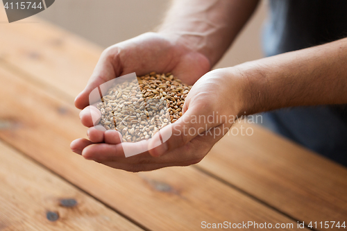 Image of male farmers hands holding malt or cereal grains