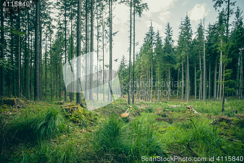 Image of Green grass and tall trees in a forest