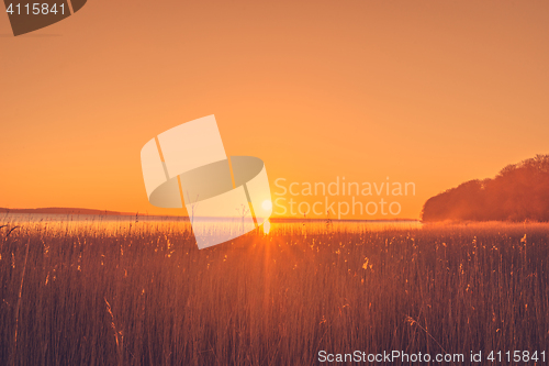Image of Reed in the sunrise