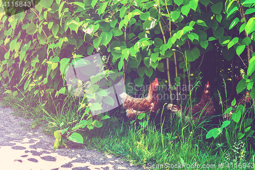 Image of Chickens walking free in the nature