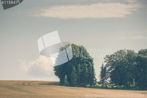 Image of Trees on a rural field