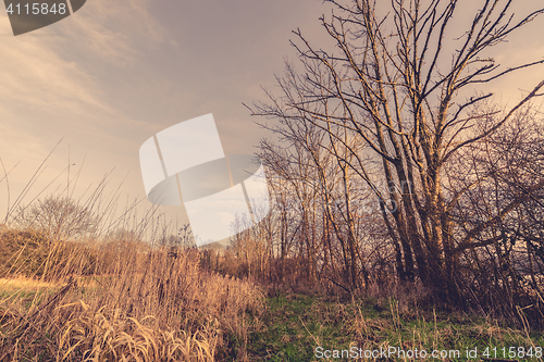 Image of Trees without leaves in the fall