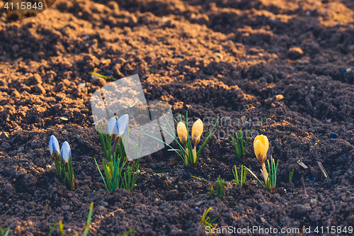 Image of Yellow and blue crocus