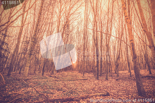 Image of Sunrise in a danish forest