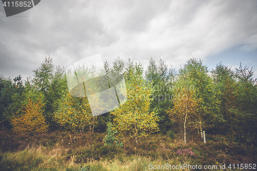 Image of Birch trees in autumn colors