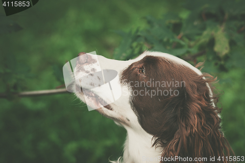 Image of Cute dog portrait in a forest