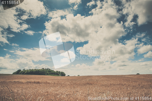 Image of Summer landscape with golden grain