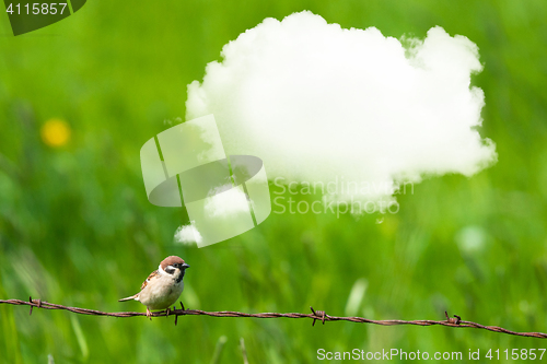 Image of Daydreaming bird on barb wire