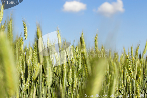 Image of Field with cereal