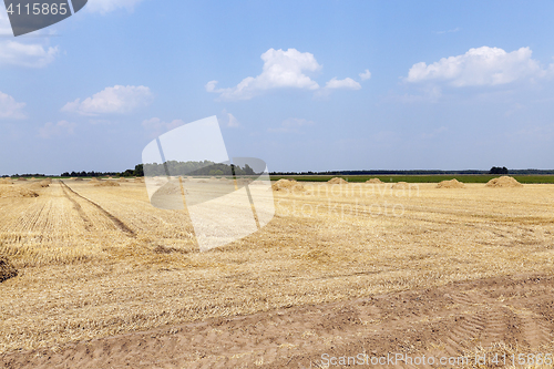 Image of cereal harvest, summer